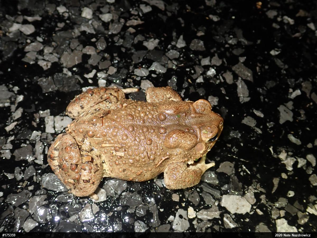 Eastern American Toad
