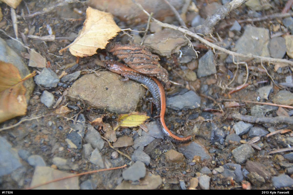 Eastern Red-backed  Salamander