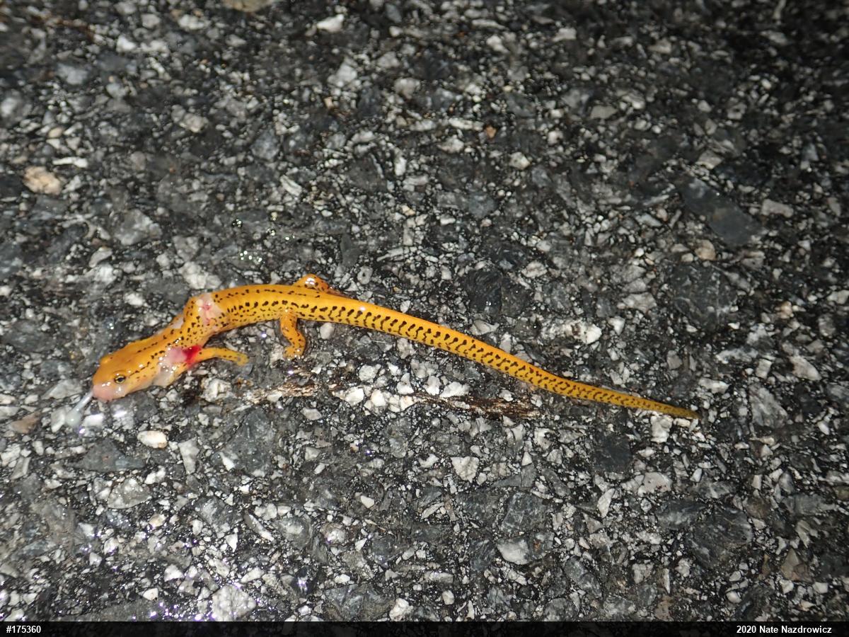 Eastern Long-tailed Salamander