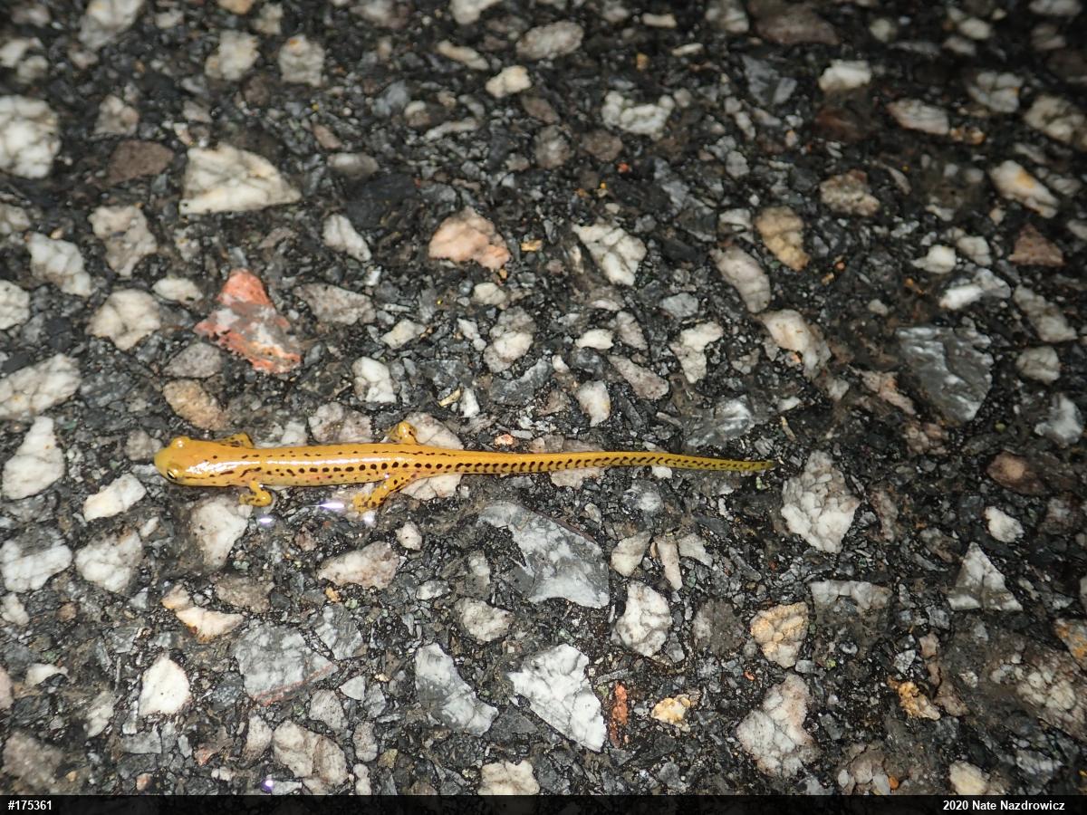 Eastern Long-tailed Salamander
