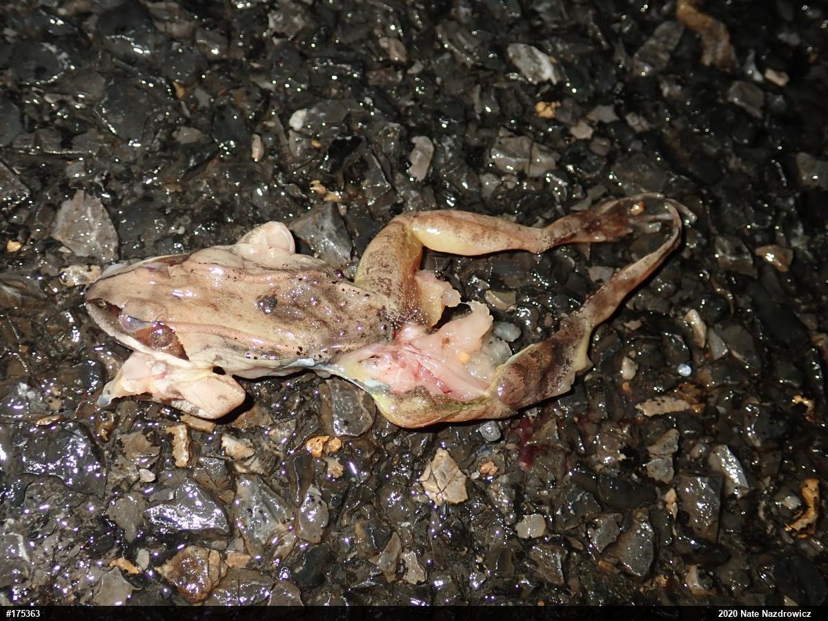 Wood Frog