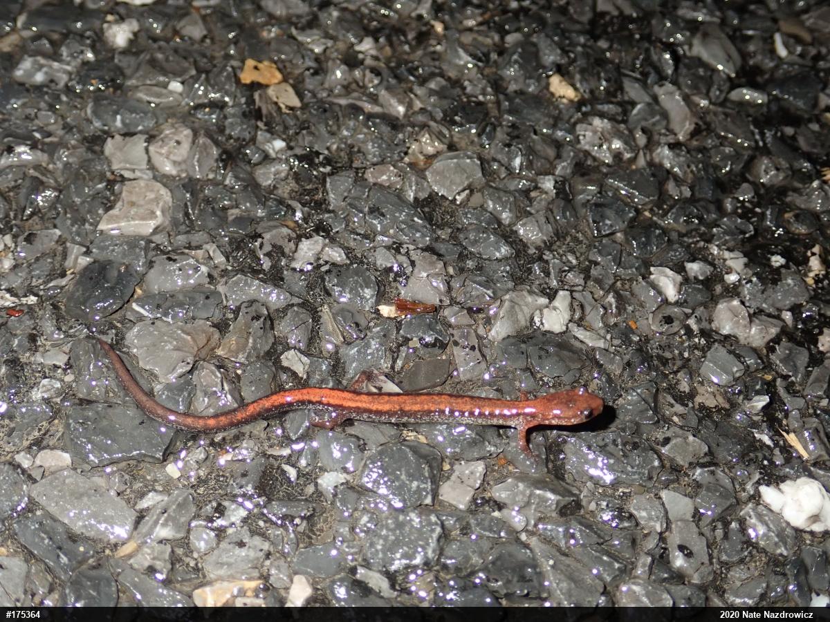 Eastern Red-backed  Salamander