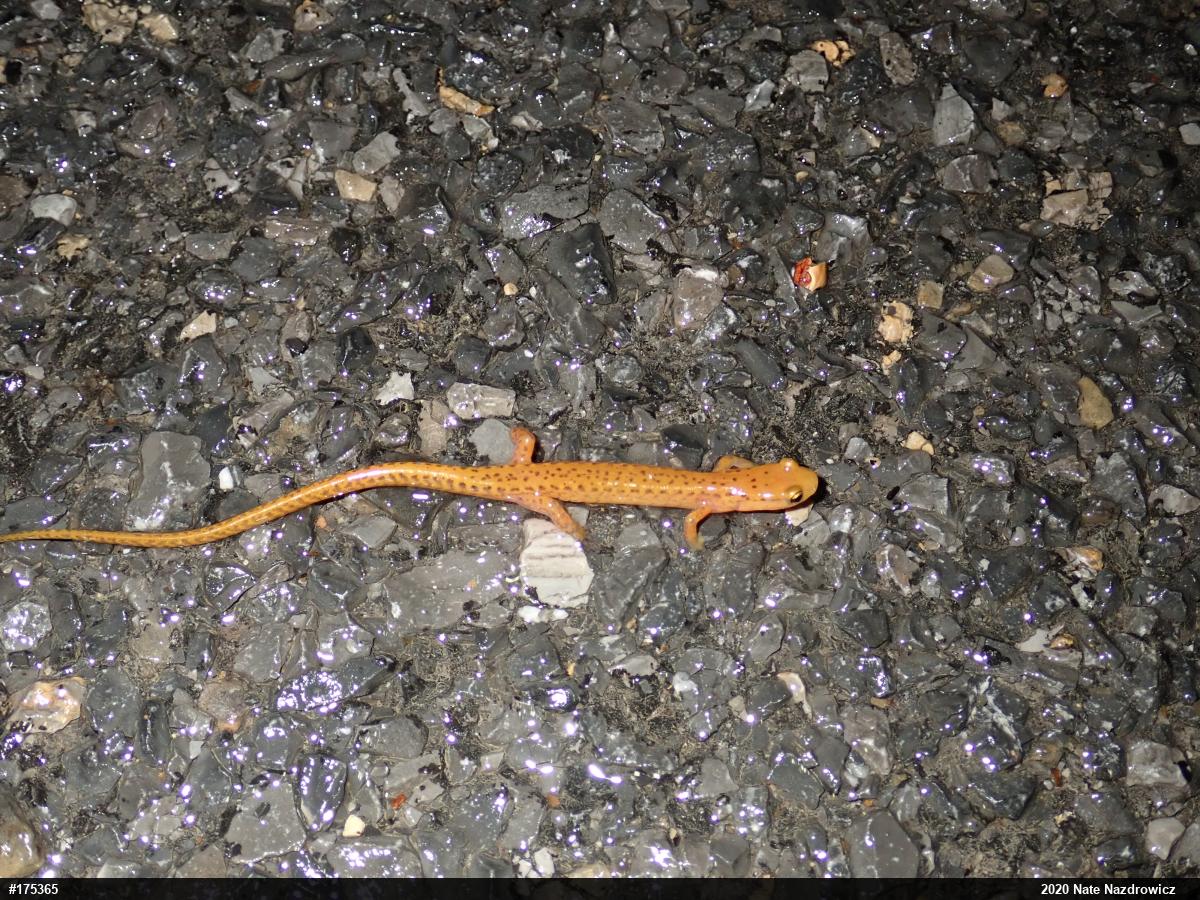 Eastern Long-tailed Salamander