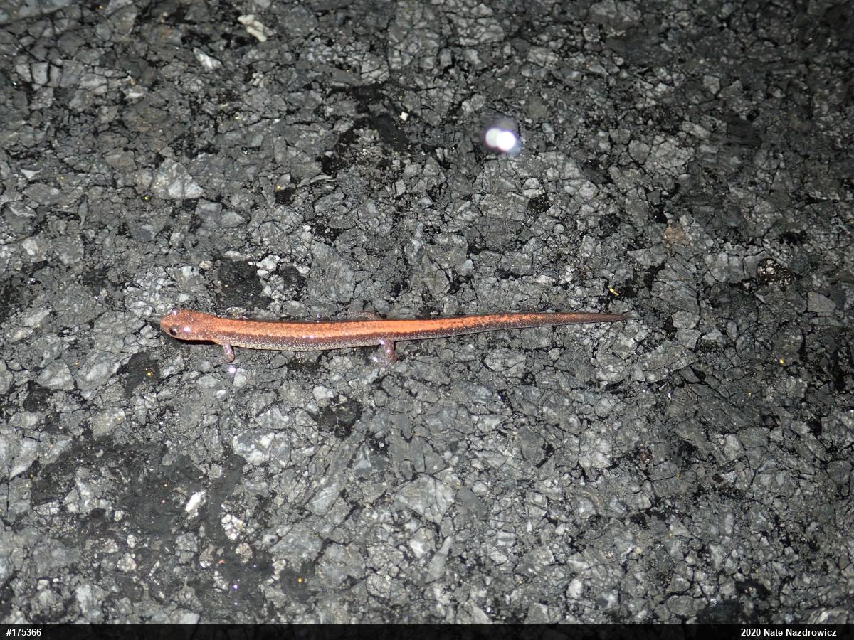 Eastern Red-backed  Salamander