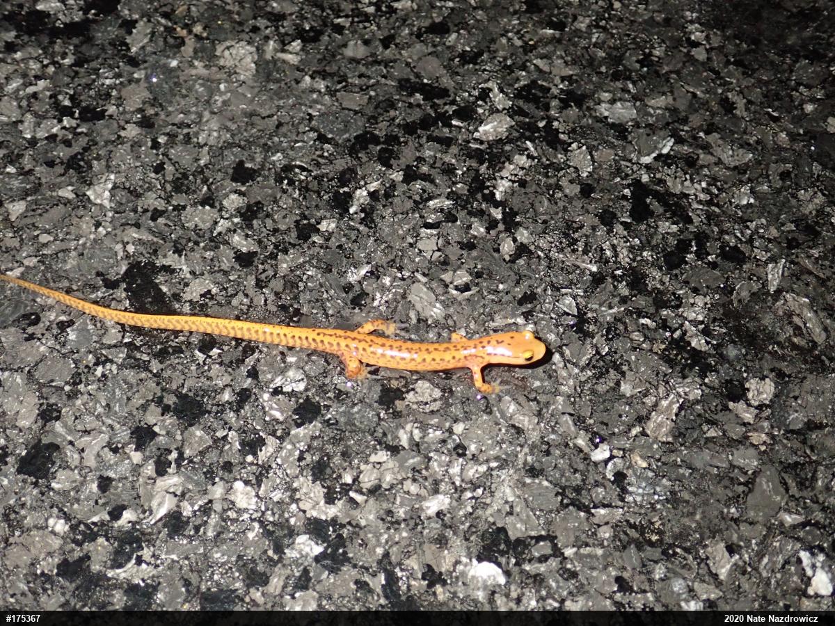Eastern Long-tailed Salamander