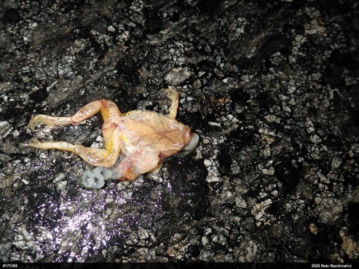 Spring Peeper