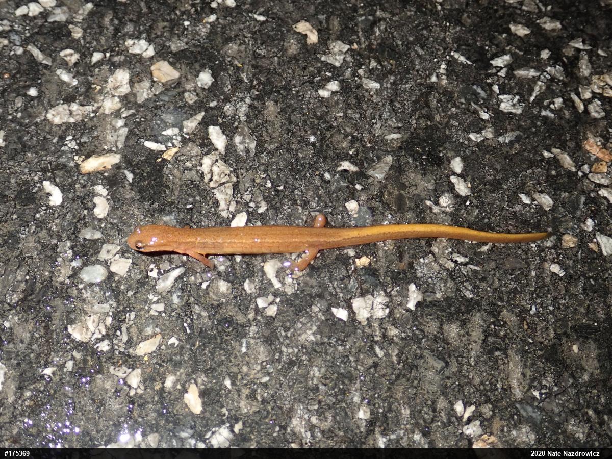 Northern Two-lined Salamander