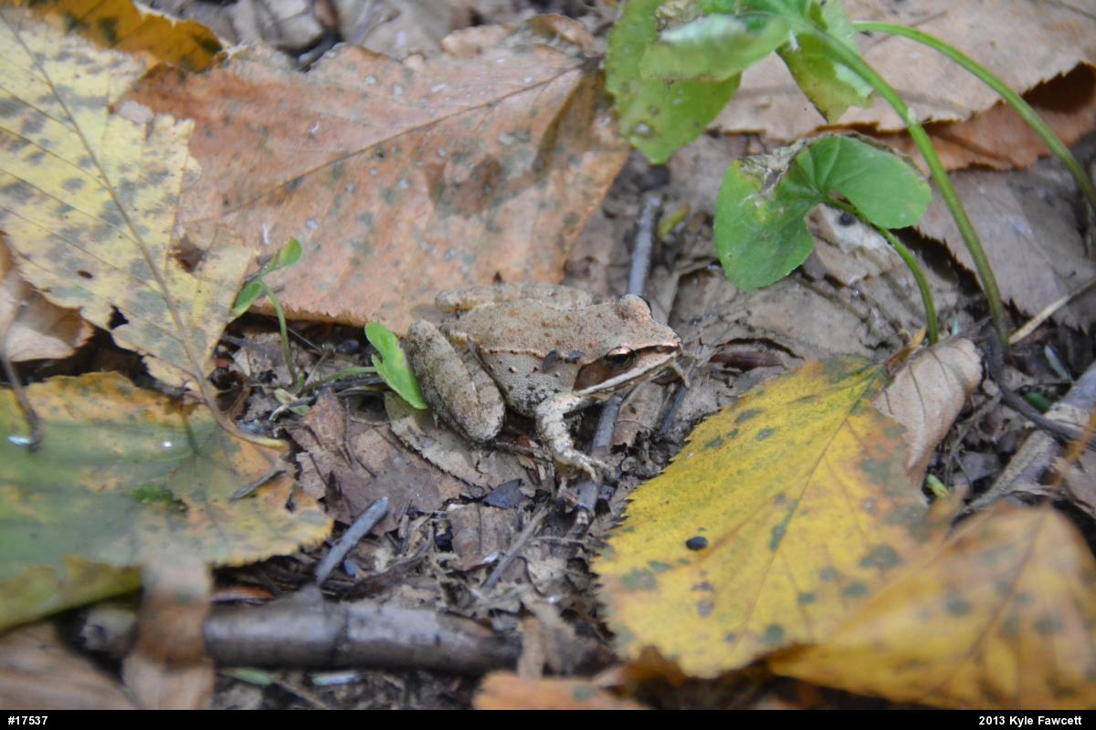 Wood Frog