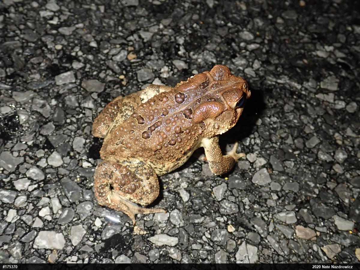 Eastern American Toad