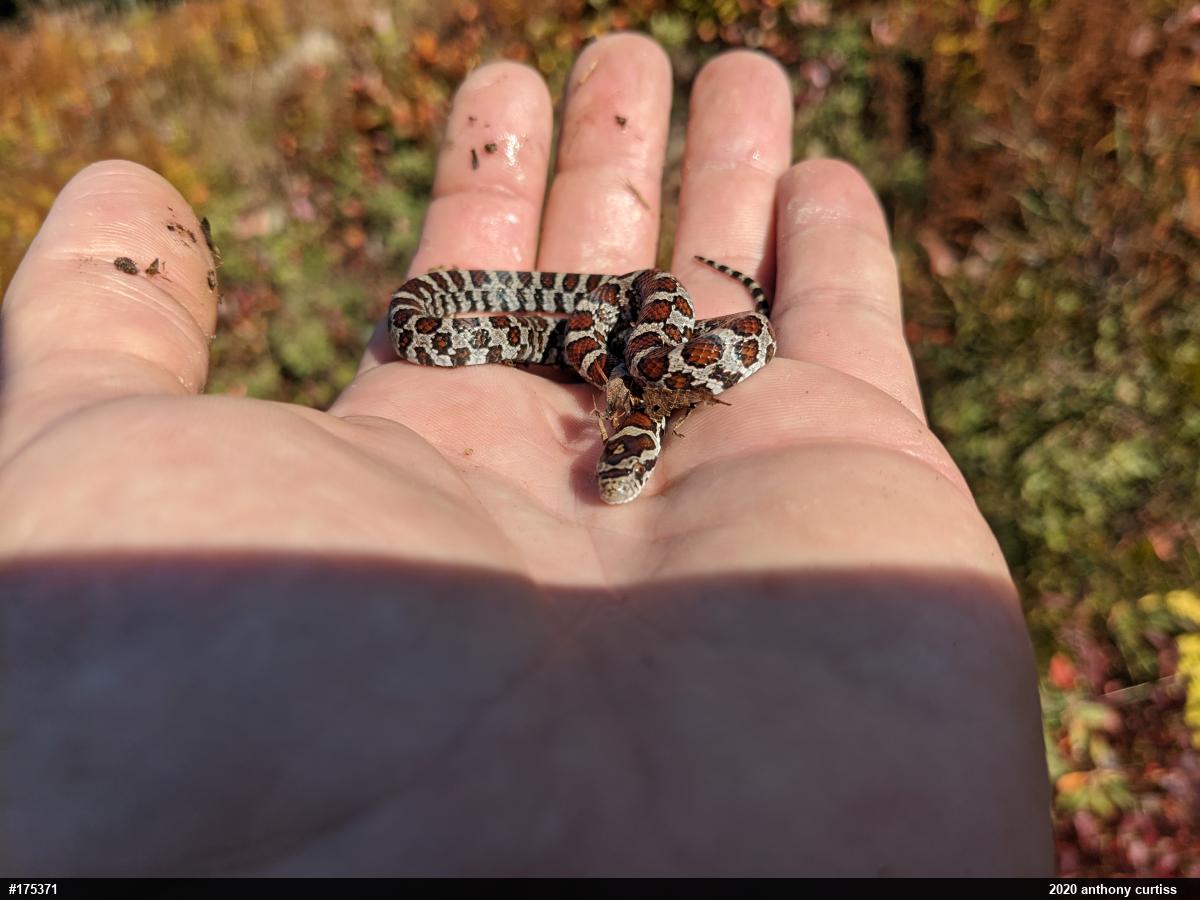 Eastern Milksnake