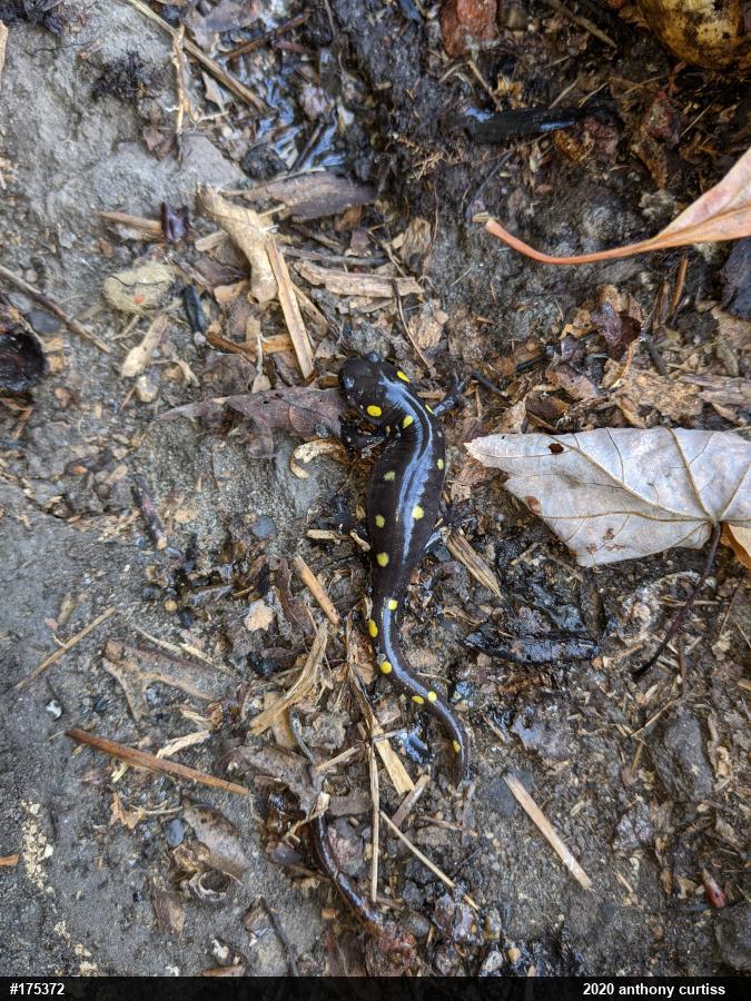 Spotted Salamander
