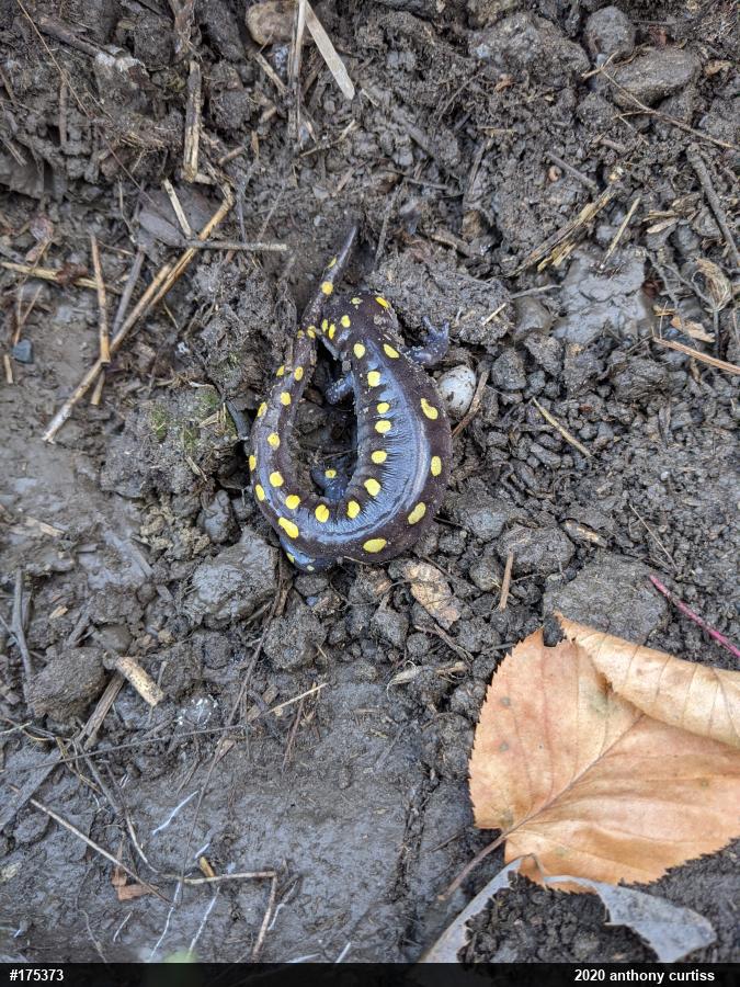 Spotted Salamander