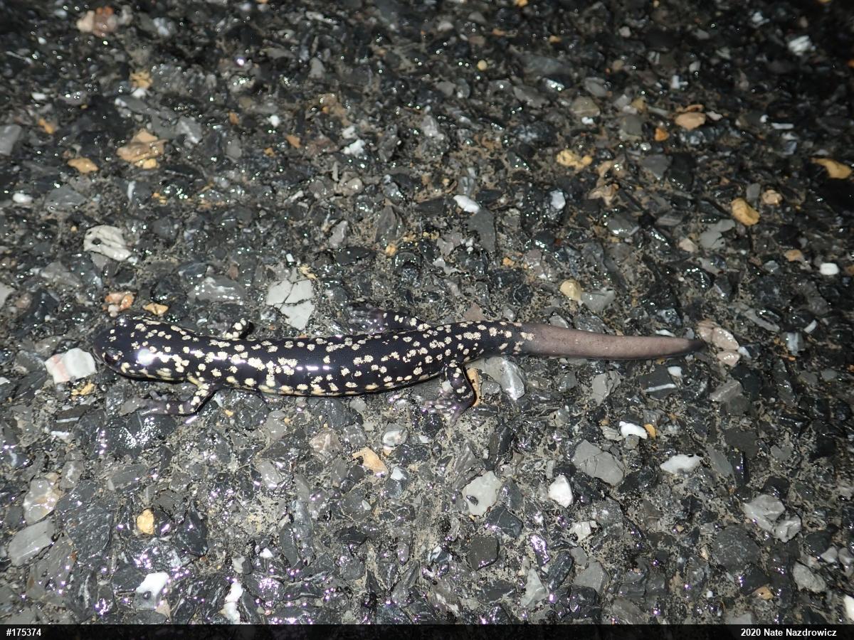 Northern Slimy Salamander
