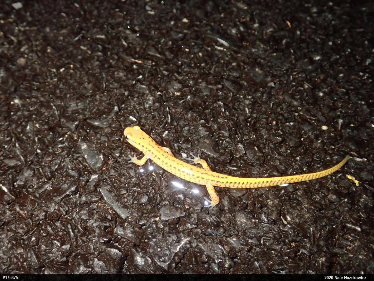 Eastern Long-tailed Salamander