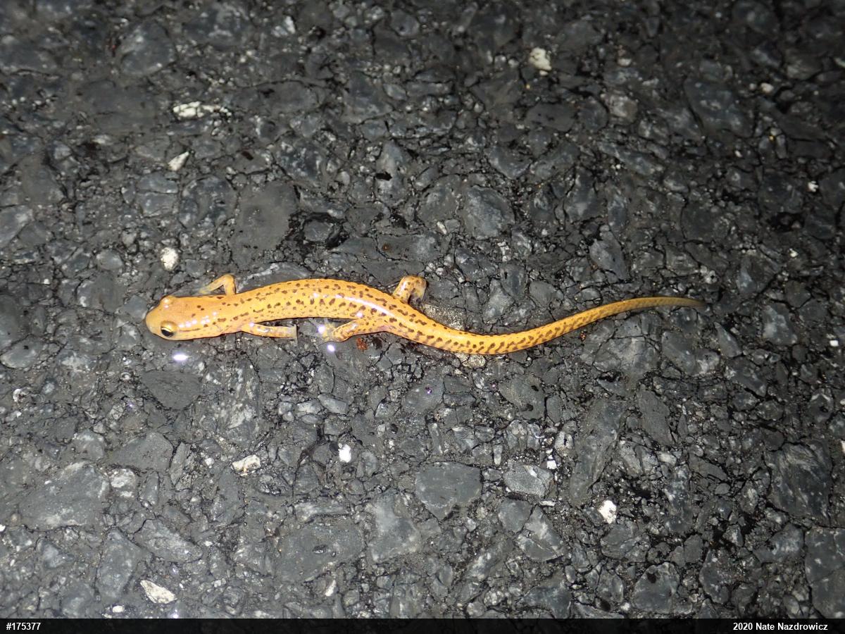 Eastern Long-tailed Salamander