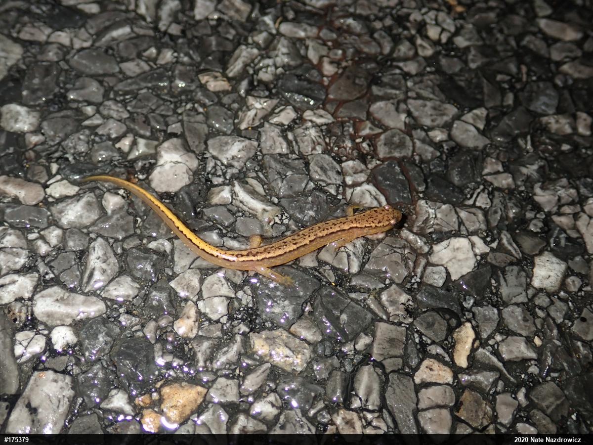 Northern Two-lined Salamander