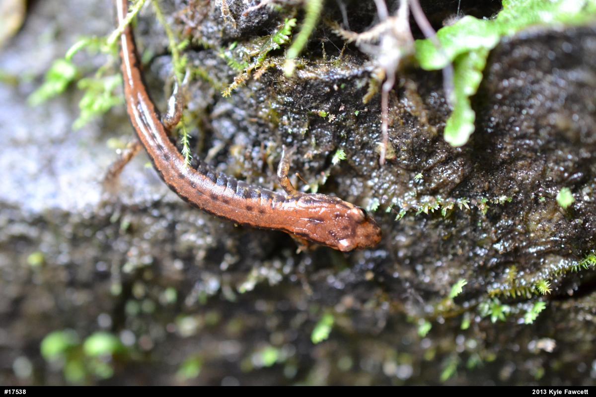 Allegheny Mountain Dusky Salamander