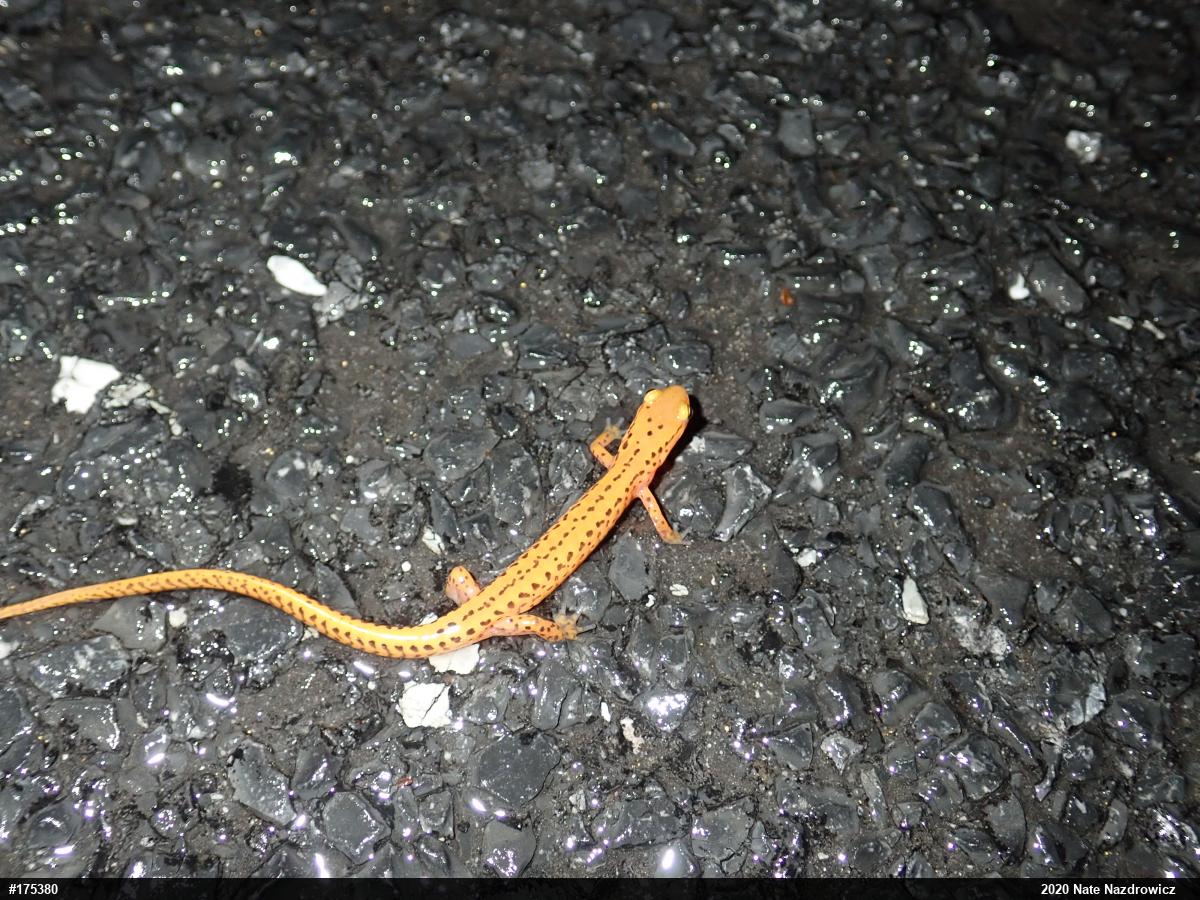 Eastern Long-tailed Salamander
