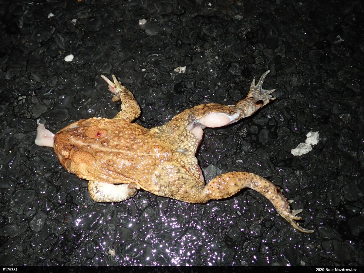 Eastern American Toad