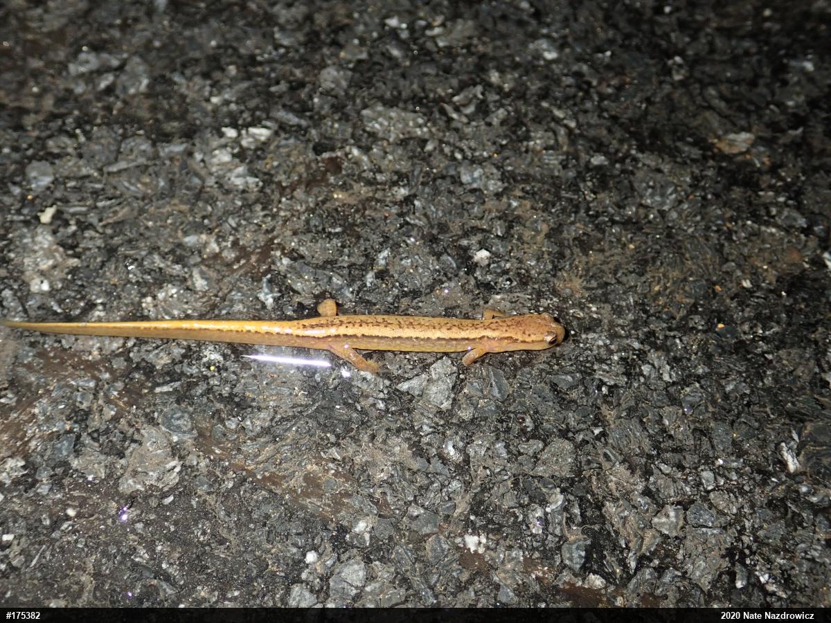 Northern Two-lined Salamander