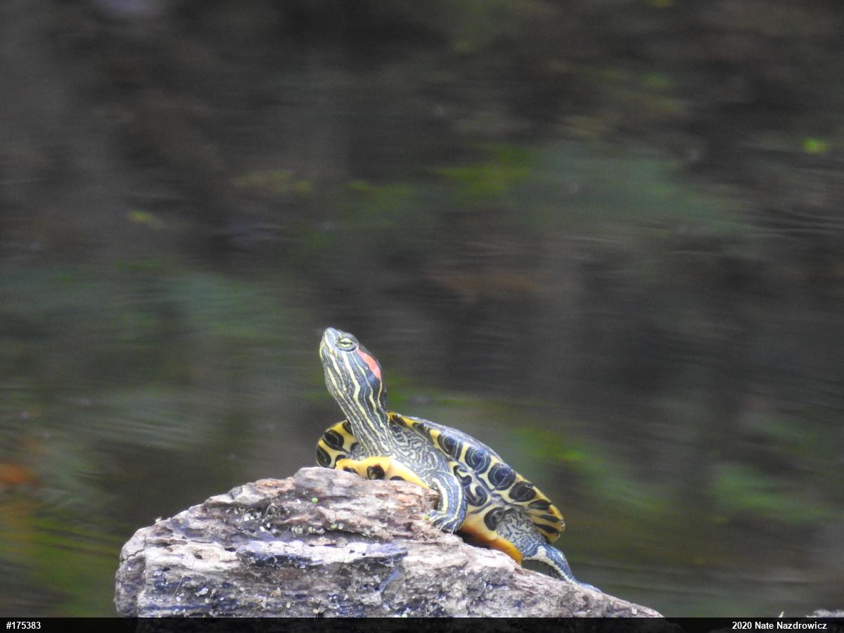 Red-eared Slider