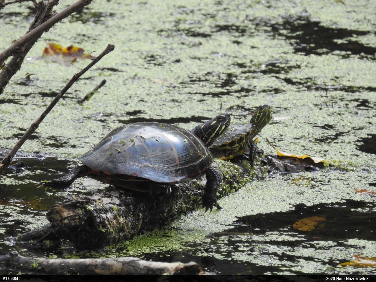 Eastern Painted Turtle