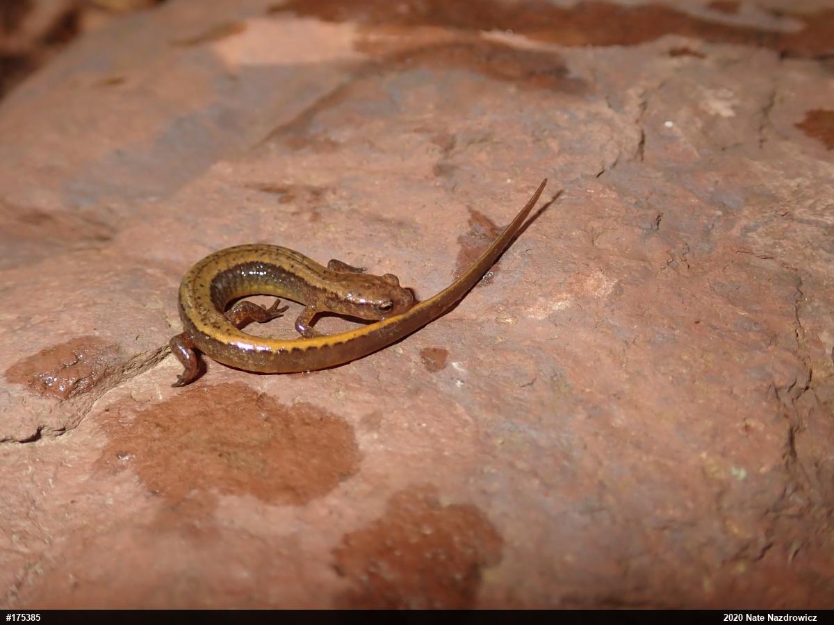 Northern Two-lined Salamander