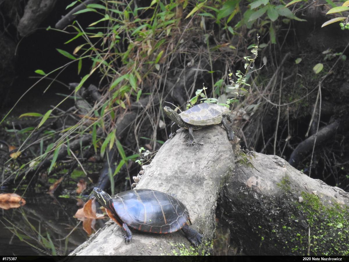 Northern Map Turtle