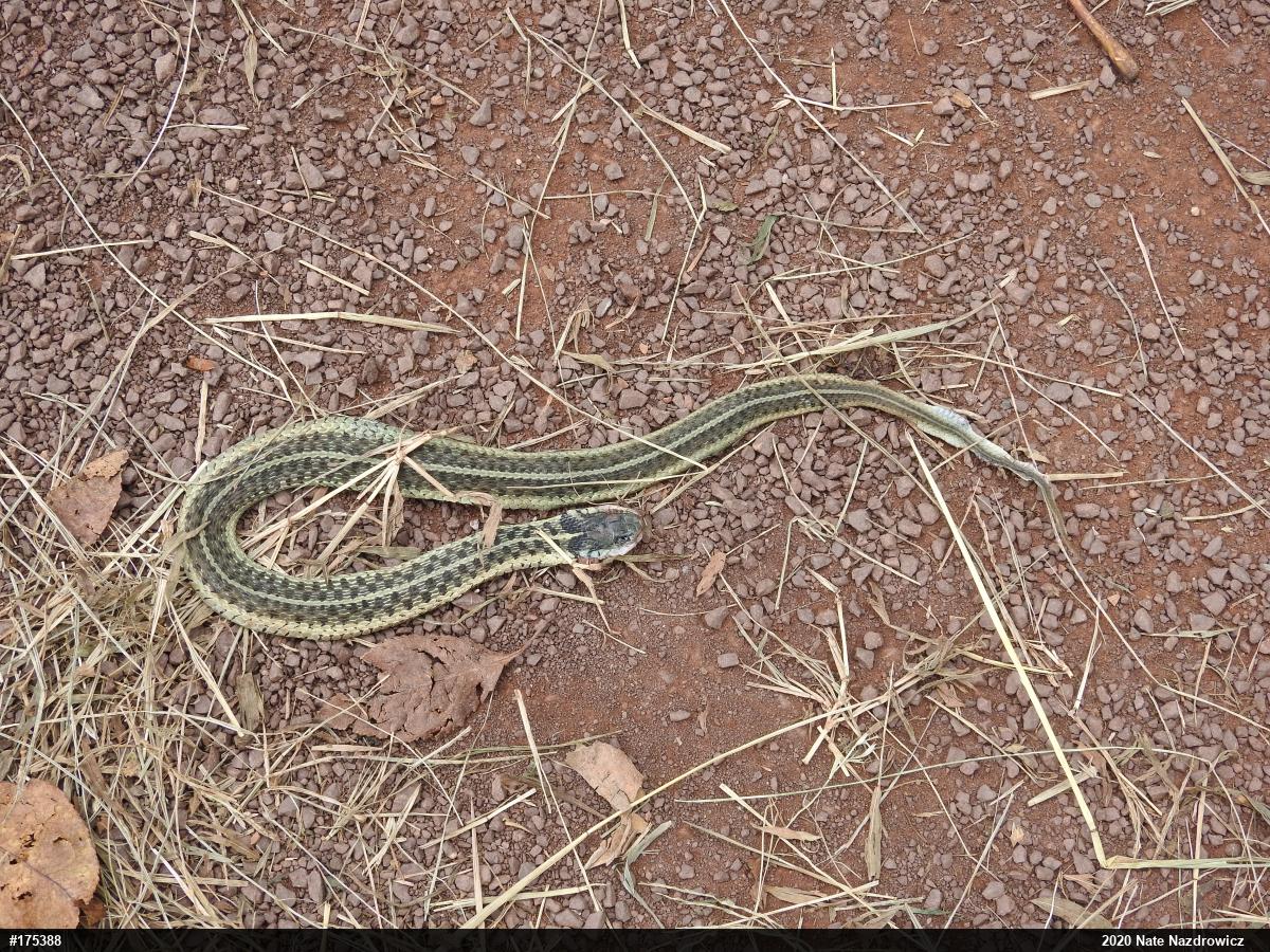 Eastern Gartersnake