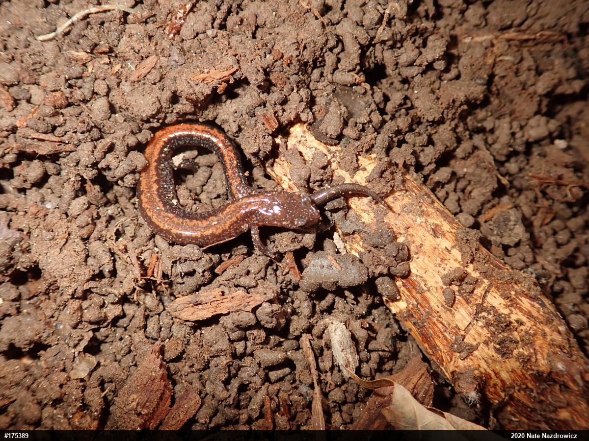 Eastern Red-backed  Salamander