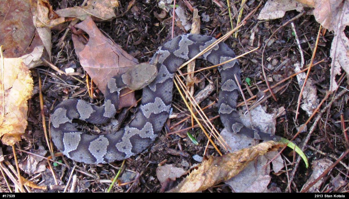 Northern Copperhead