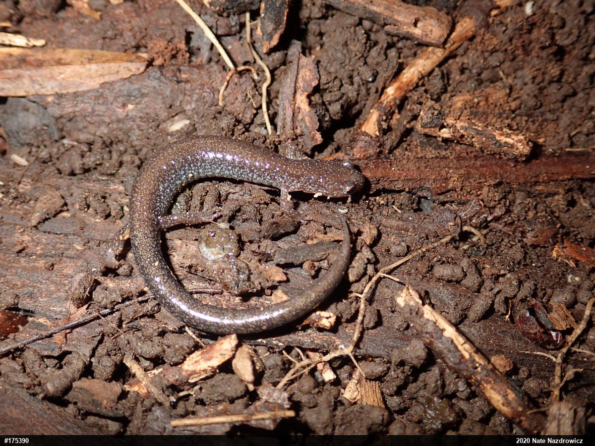 Eastern Red-backed  Salamander