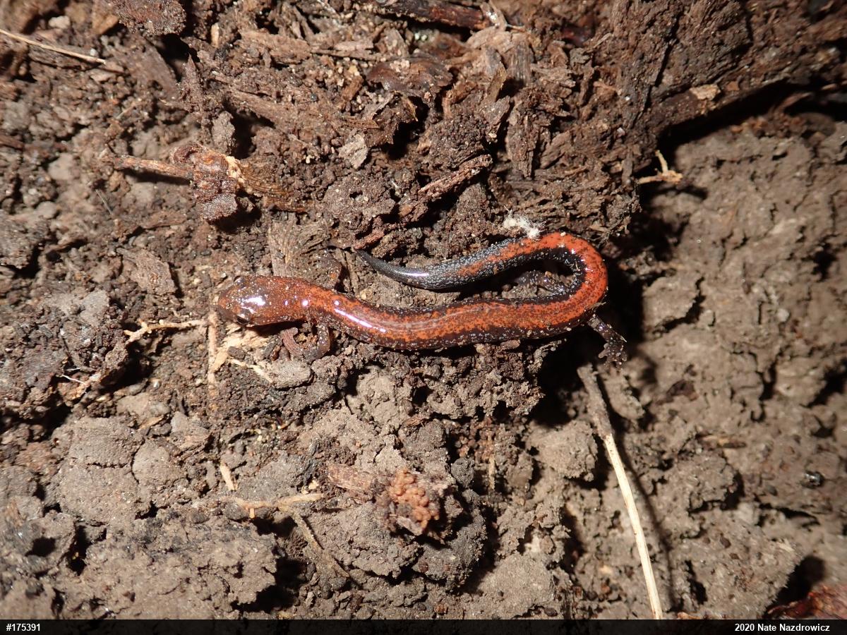 Eastern Red-backed  Salamander
