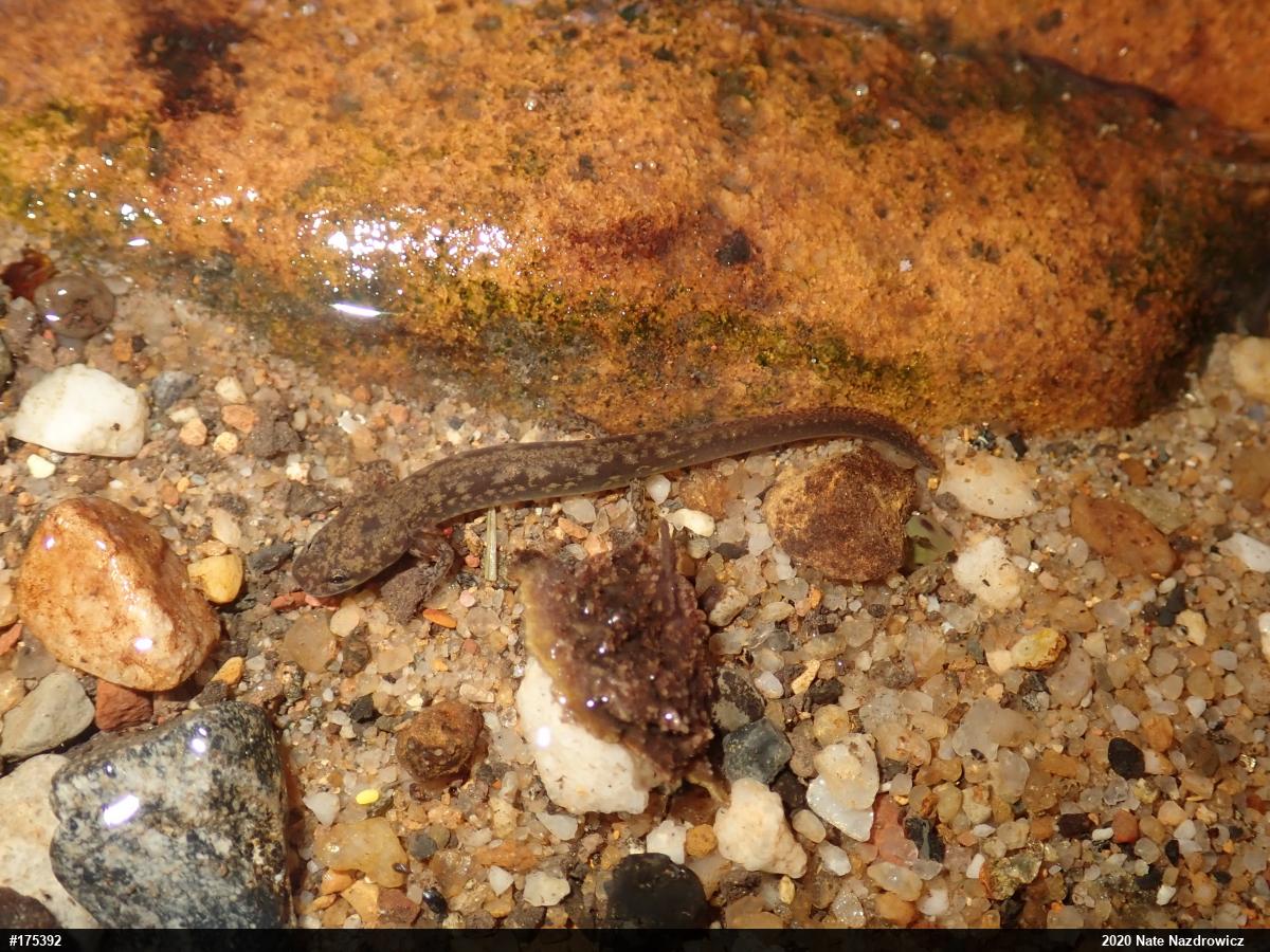 Northern Two-lined Salamander