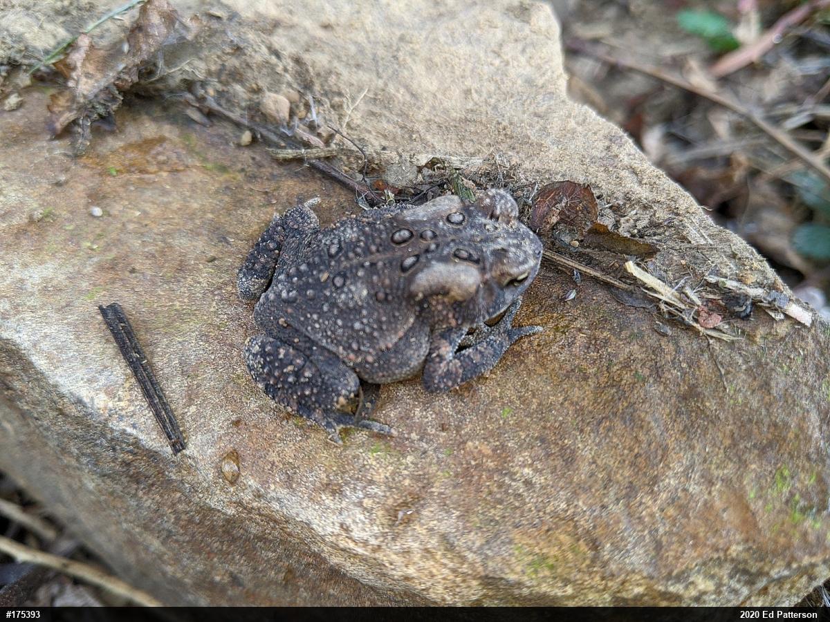 Eastern American Toad