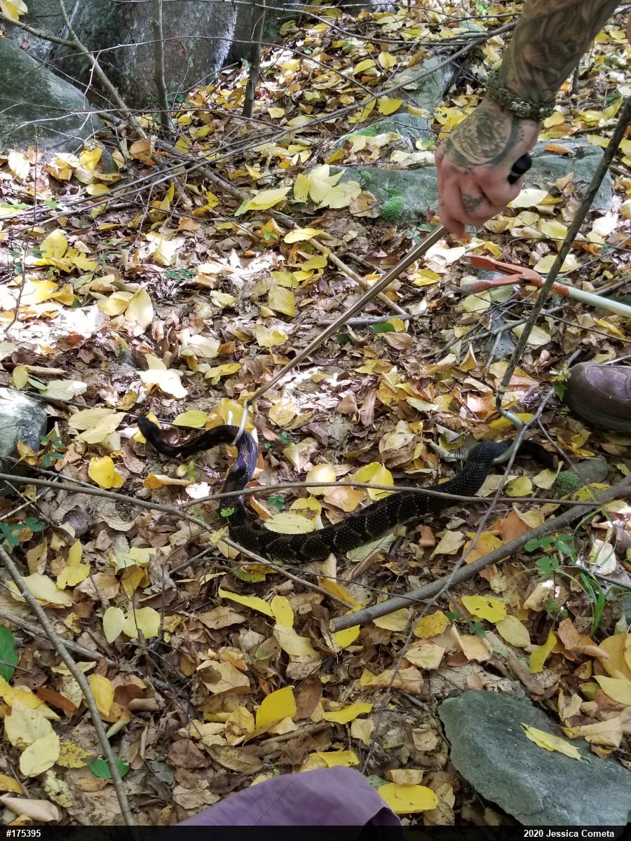 Timber Rattlesnake