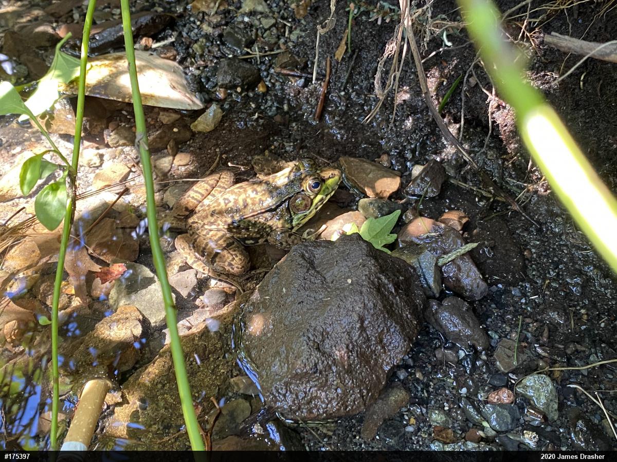 Green Frog