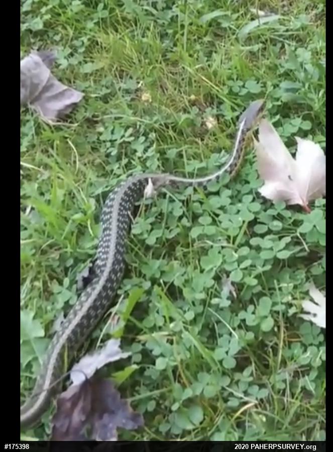 Eastern Gartersnake