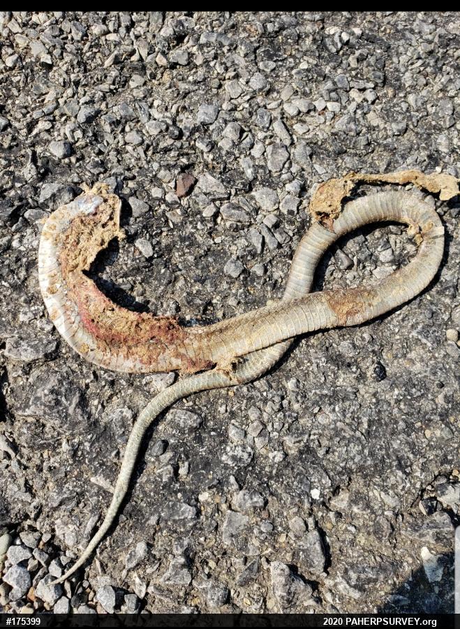 Shorthead Gartersnake