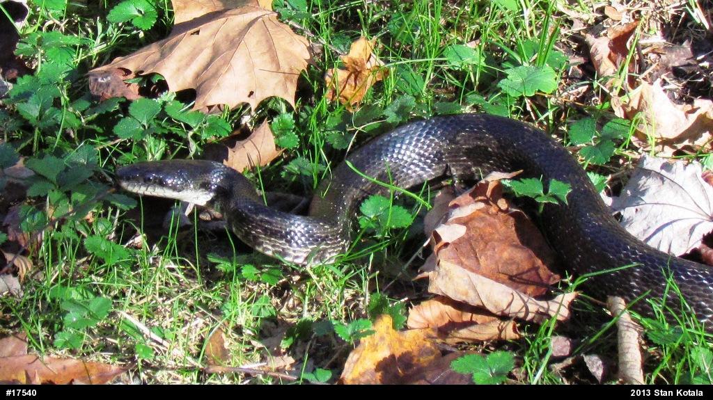 Eastern Ratsnake