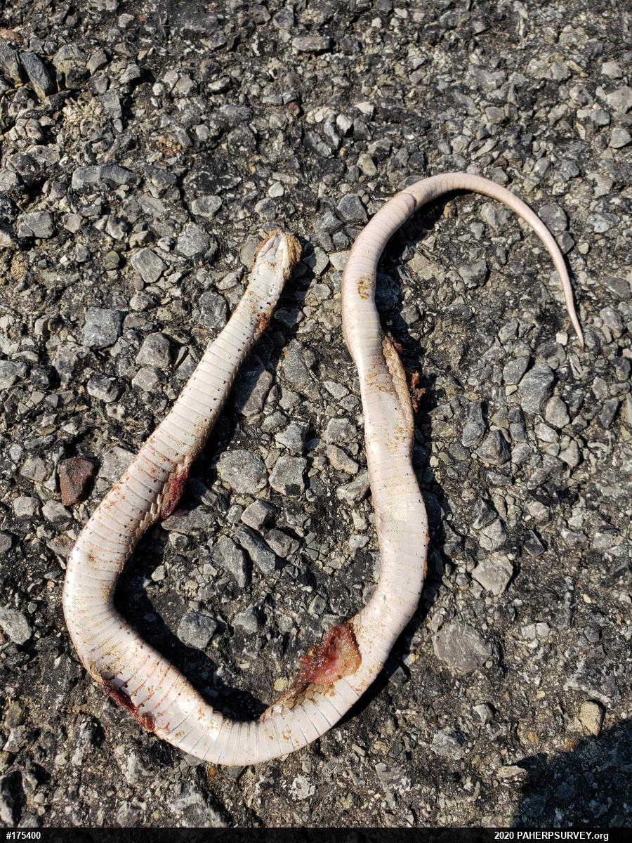 Dekay's Brownsnake