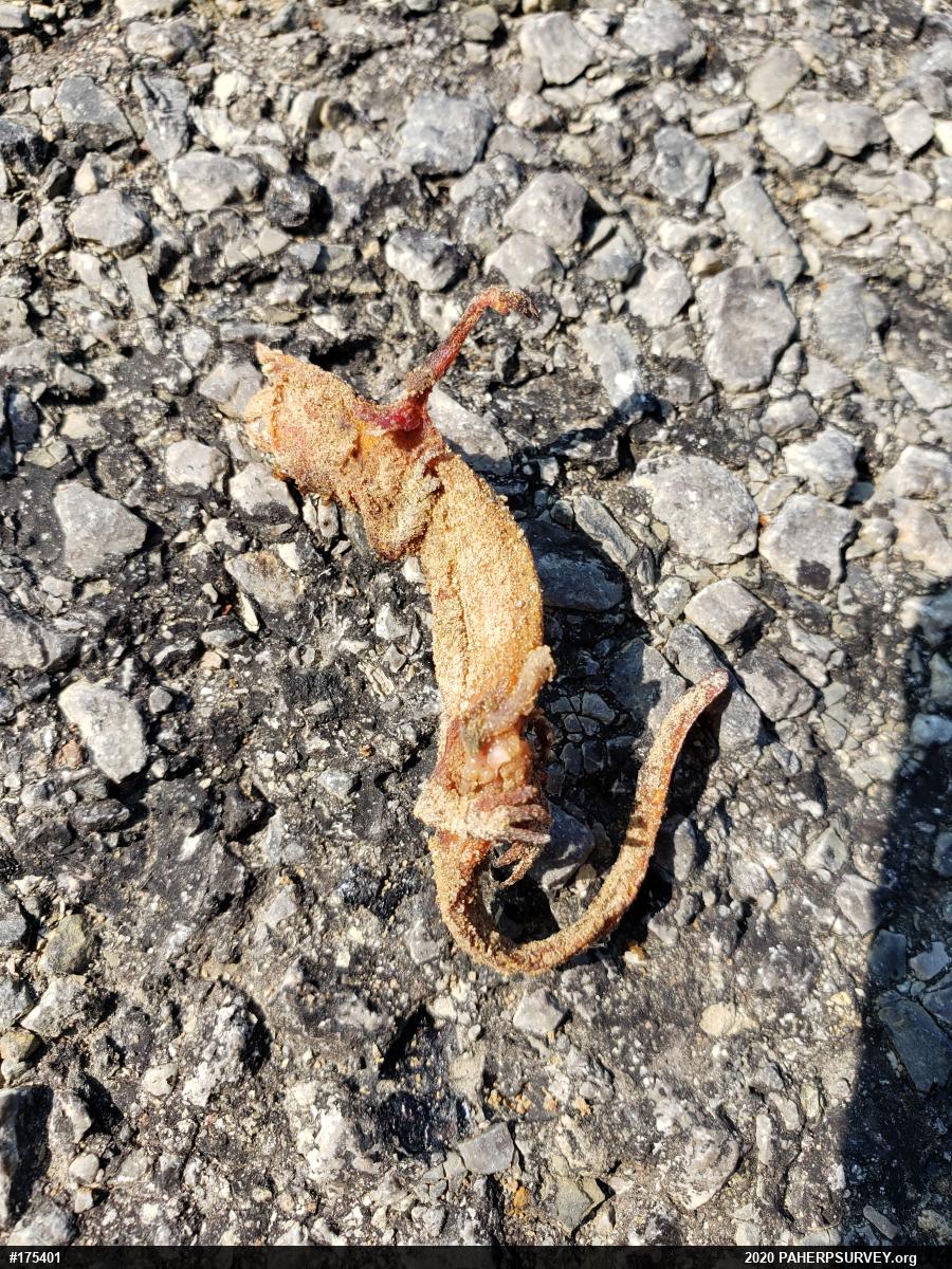 Red-spotted Newt