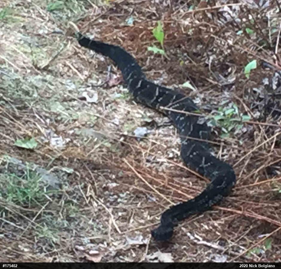 Timber Rattlesnake