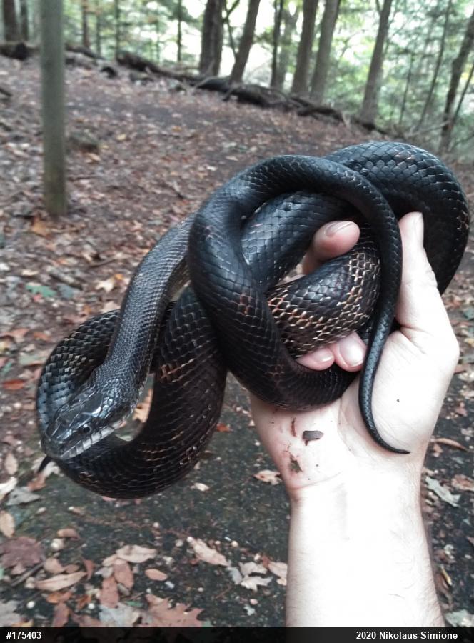 Eastern Ratsnake