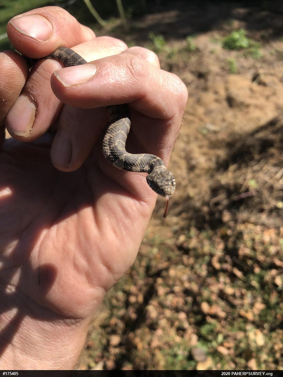 Northern Watersnake