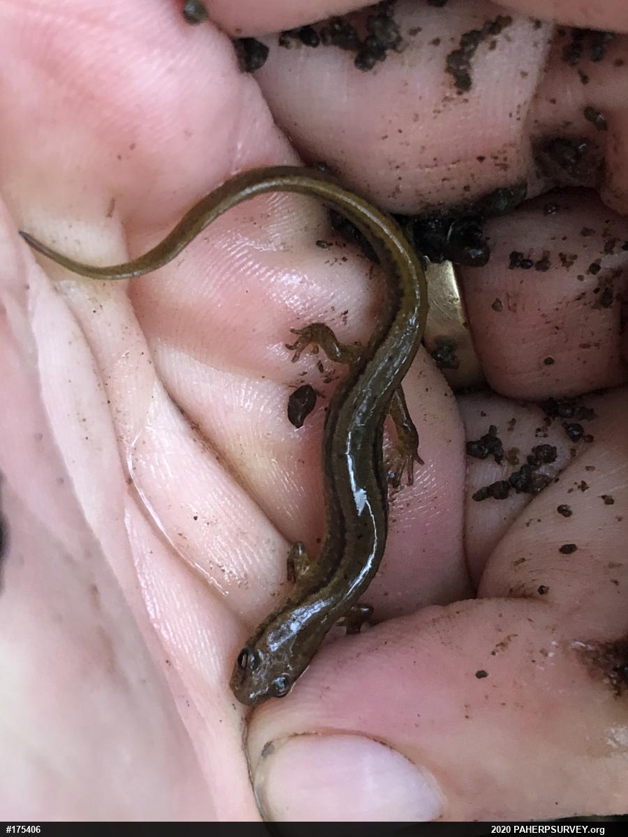 Northern Two-lined Salamander