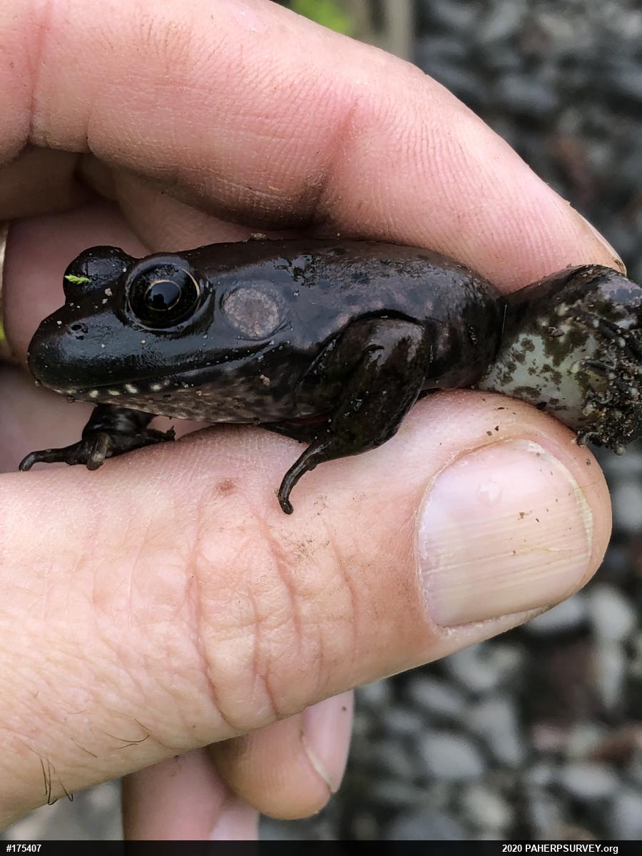 American Bullfrog