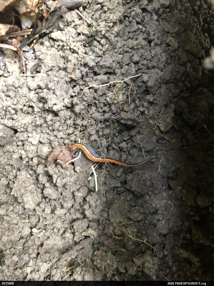 Eastern Red-backed  Salamander