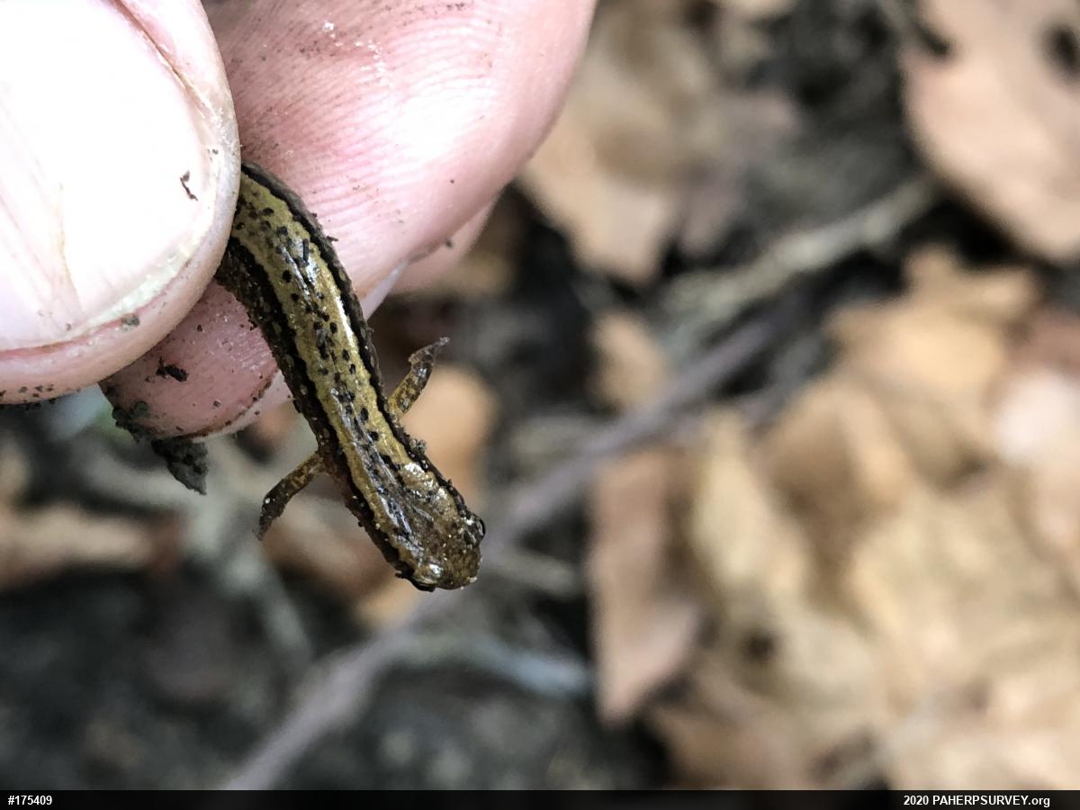 Northern Two-lined Salamander