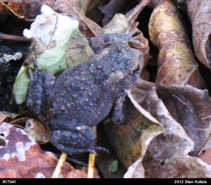 Eastern American Toad